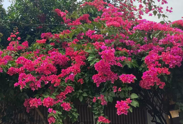 AI数字人进校园 以智能技术推动教育改革与发展