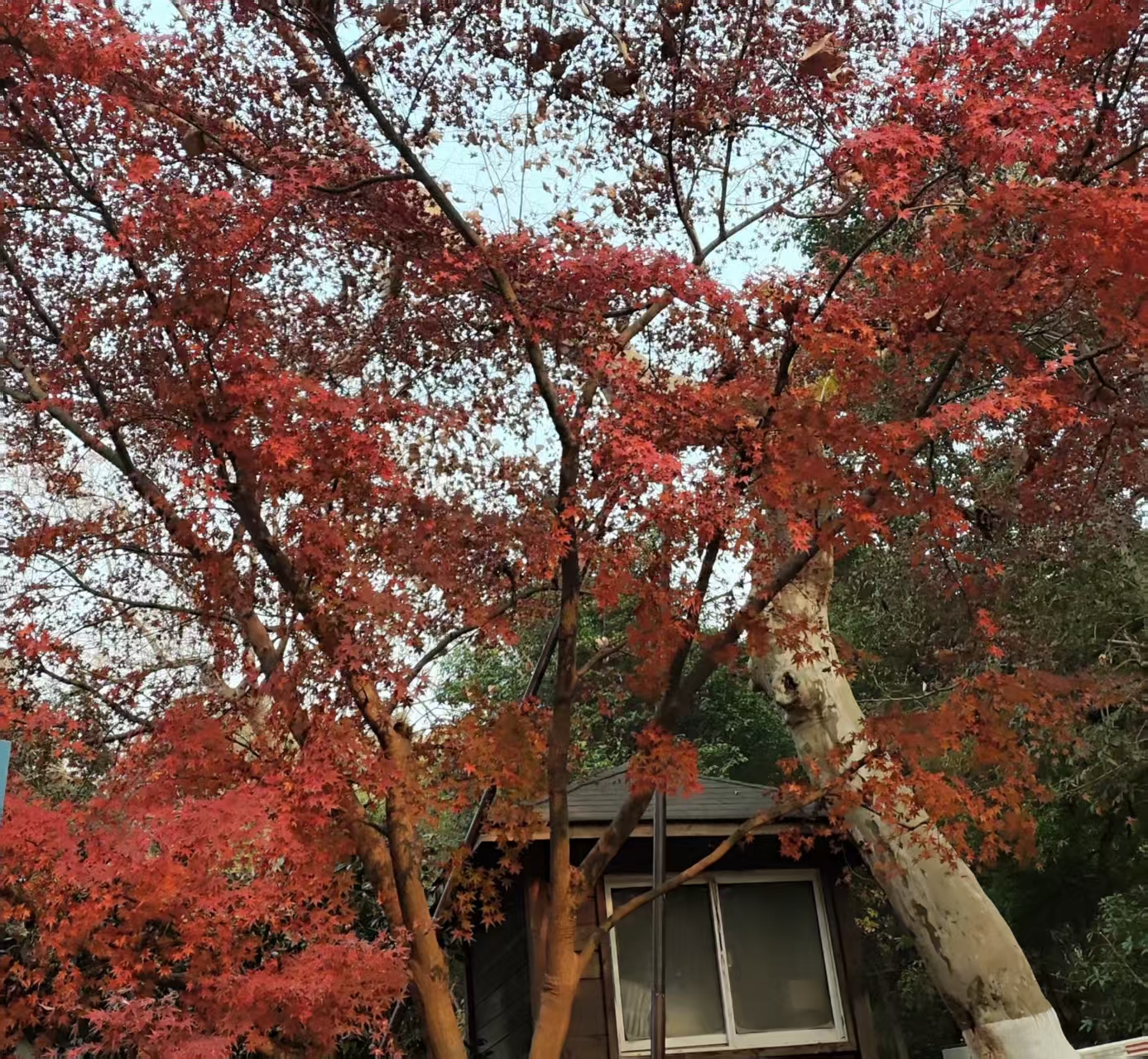 从保姆到管家：家庭机器人进家门