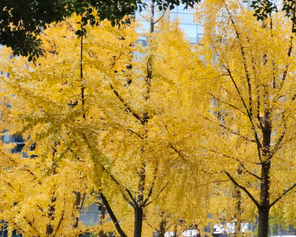 近期消防领域政策法规与行业新规