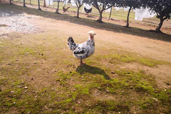 浙江2个案例入选2025年智慧养殖全程机械化典型案例