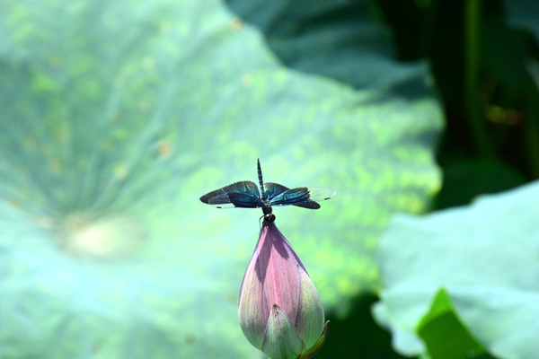 参展预告：乐善智能即将闪耀俄罗斯国际塑料橡胶展