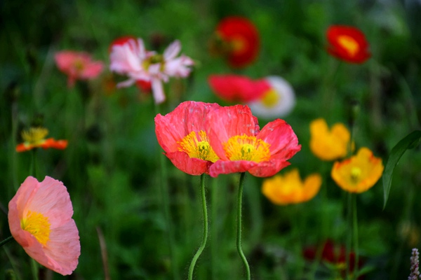 重庆局与綦江区政府开展“邮运通”工作交流座谈