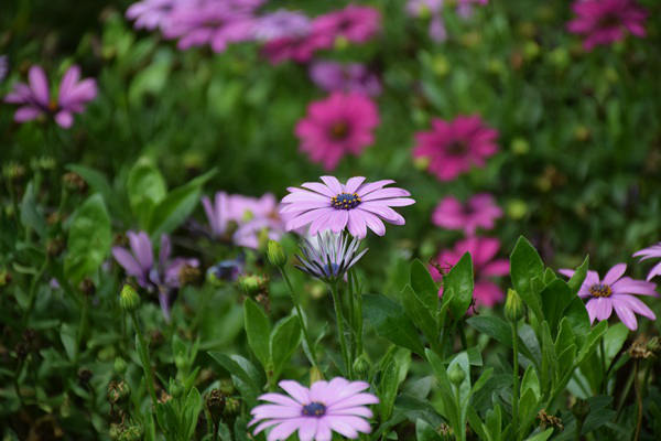 “非遗东方 锦韵潮城”，让传统织锦走向现代生活