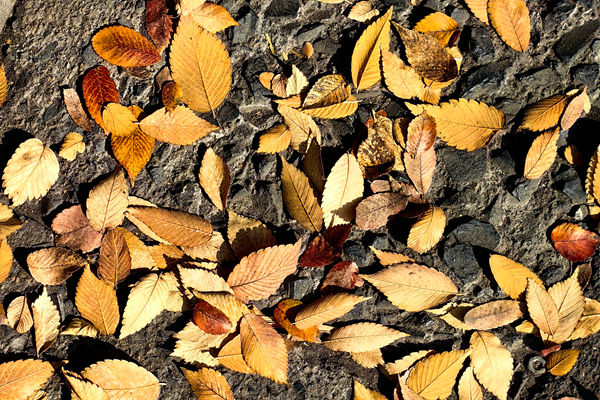 通知 | 关于征求《鞋类 鞋号 术语》等 2 项鞋类标准征求意见稿意见的通知